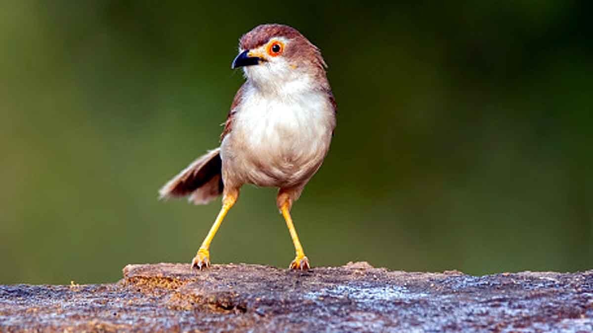 Baby Bird Learn Songs inside Eggs