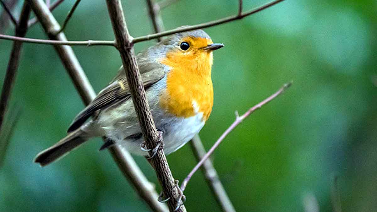 Baby Bird Learn Songs inside Eggs