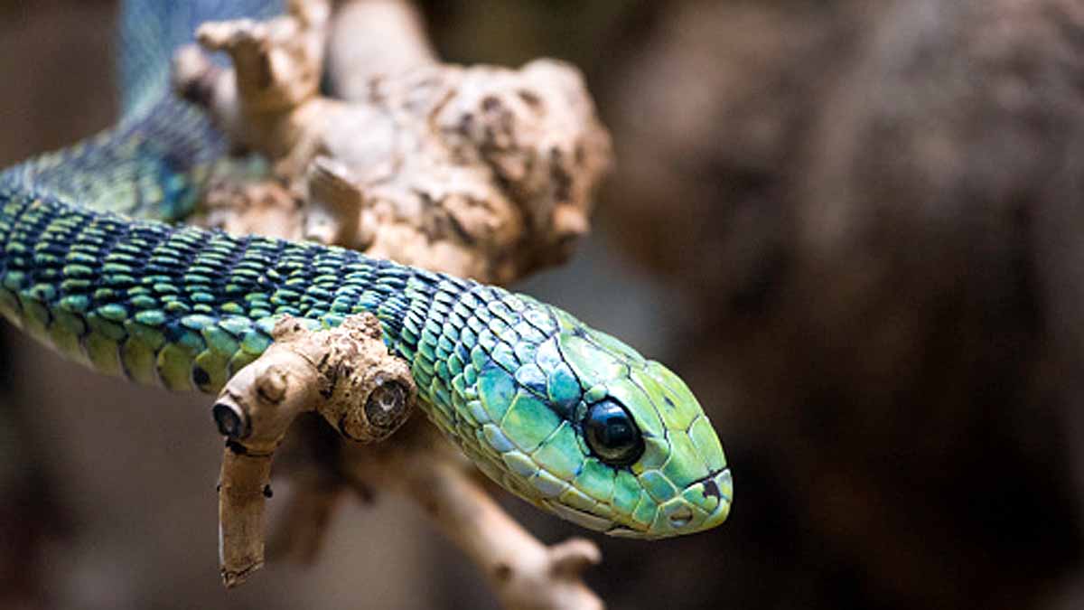 10 Most Deadliest Snakes