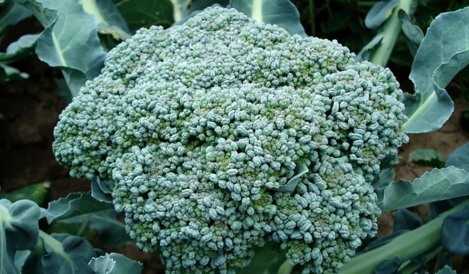 ब्रोकली