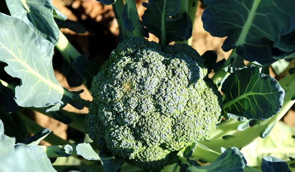 पालक और ब्रोकली