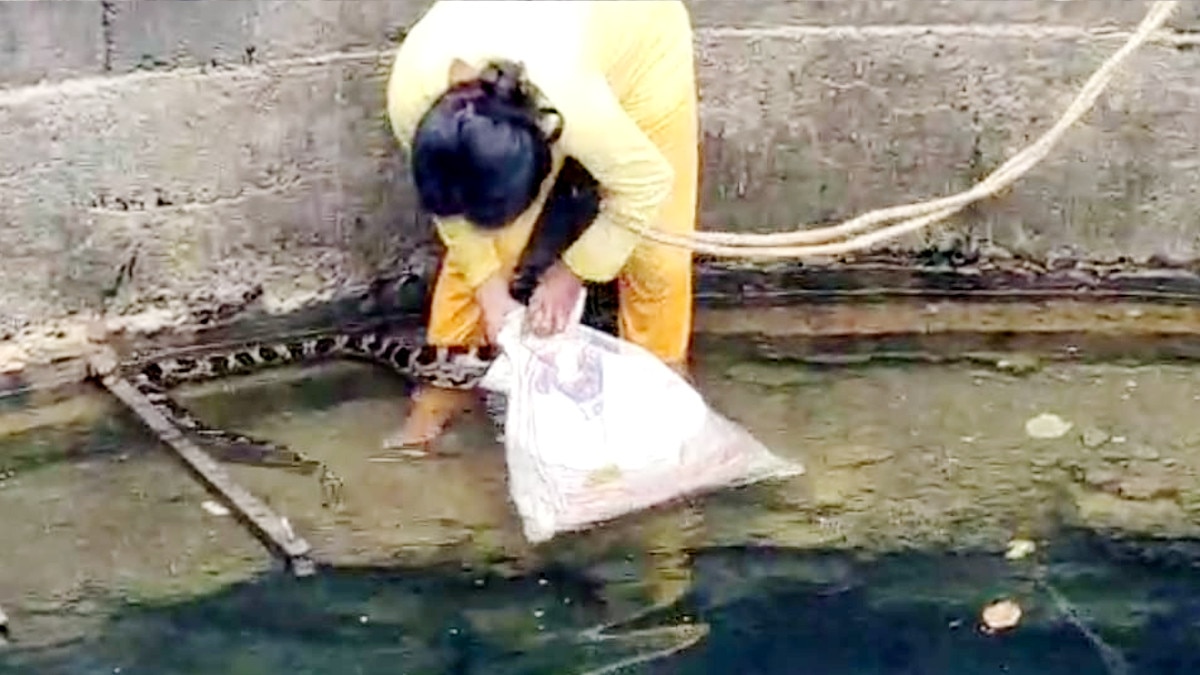 female rescued python