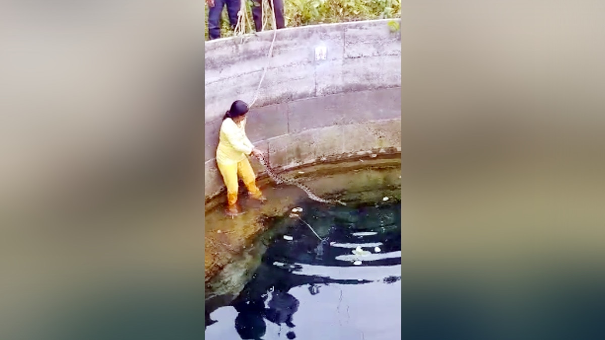 female rescued python