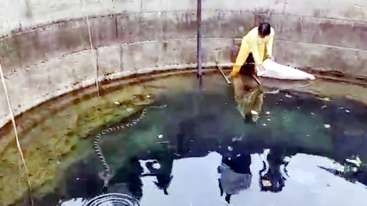 female rescued python