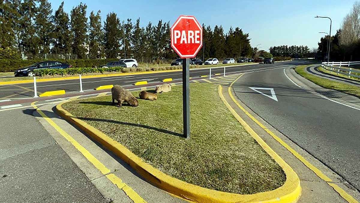 World's Largest Rodent Capybaras