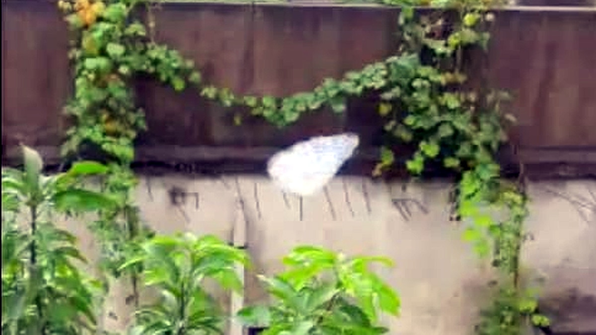 Raining Foam in Chandrapur