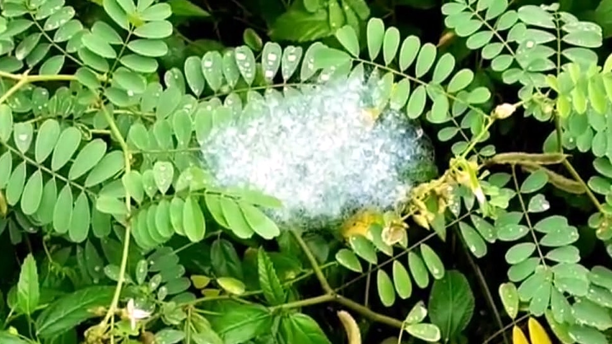 Raining Foam in Chandrapur