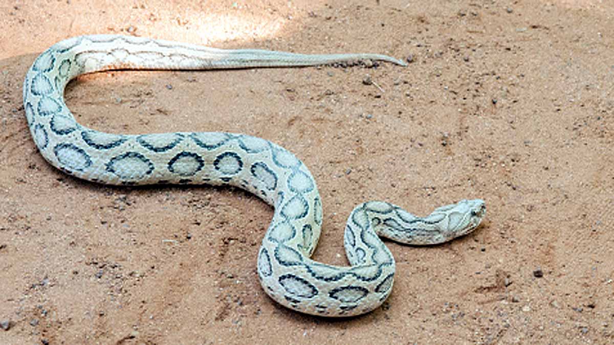 10 Most Deadliest Snakes