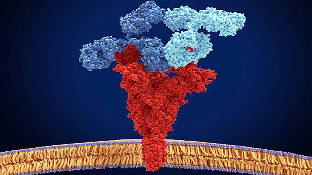 Delta Variant Antibodies 