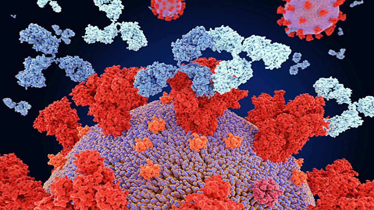 Delta Variant Antibodies 