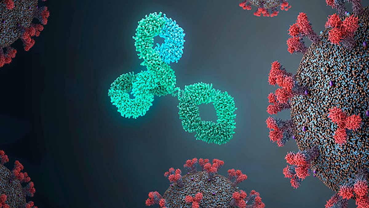 Delta Variant Antibodies 