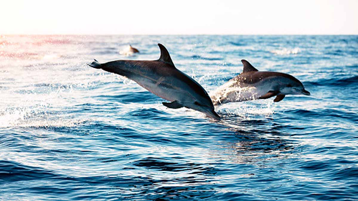 Sexually Aggressive Dolphin