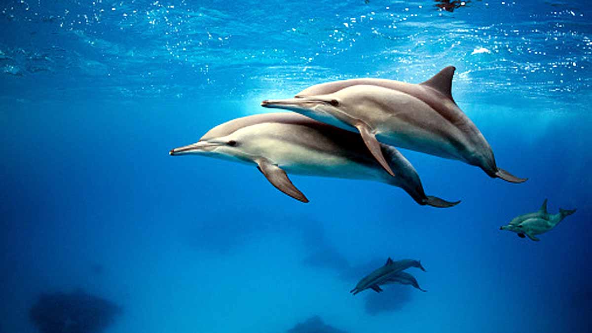 Sexually Aggressive Dolphin