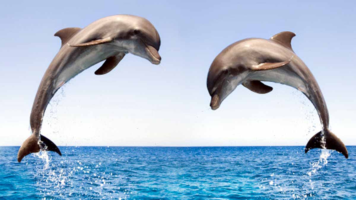 Sexually Aggressive Dolphin