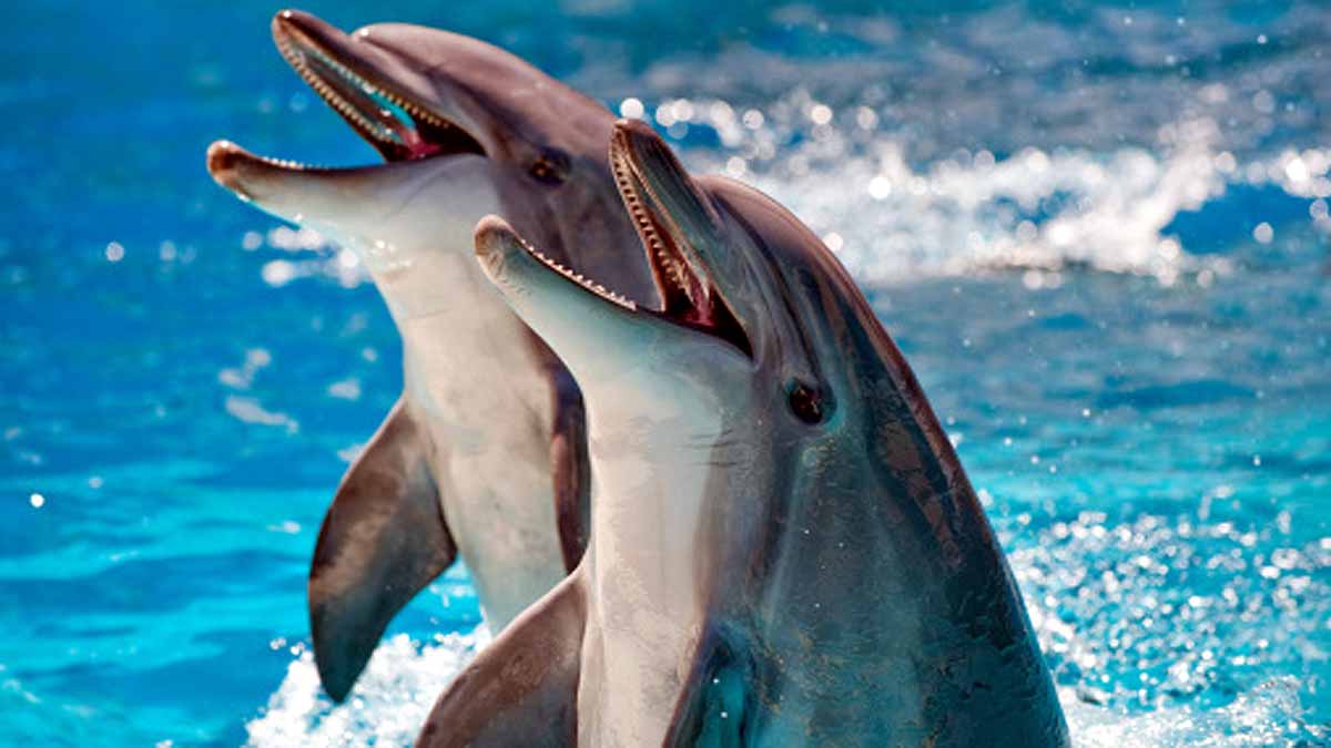Sexually Aggressive Dolphin