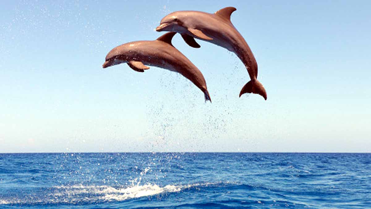 Sexually Aggressive Dolphin