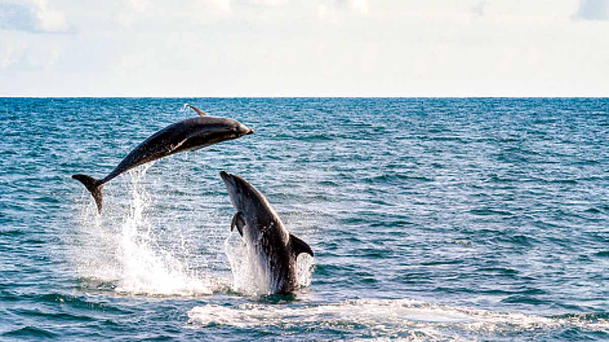 Sexually Aggressive Dolphin