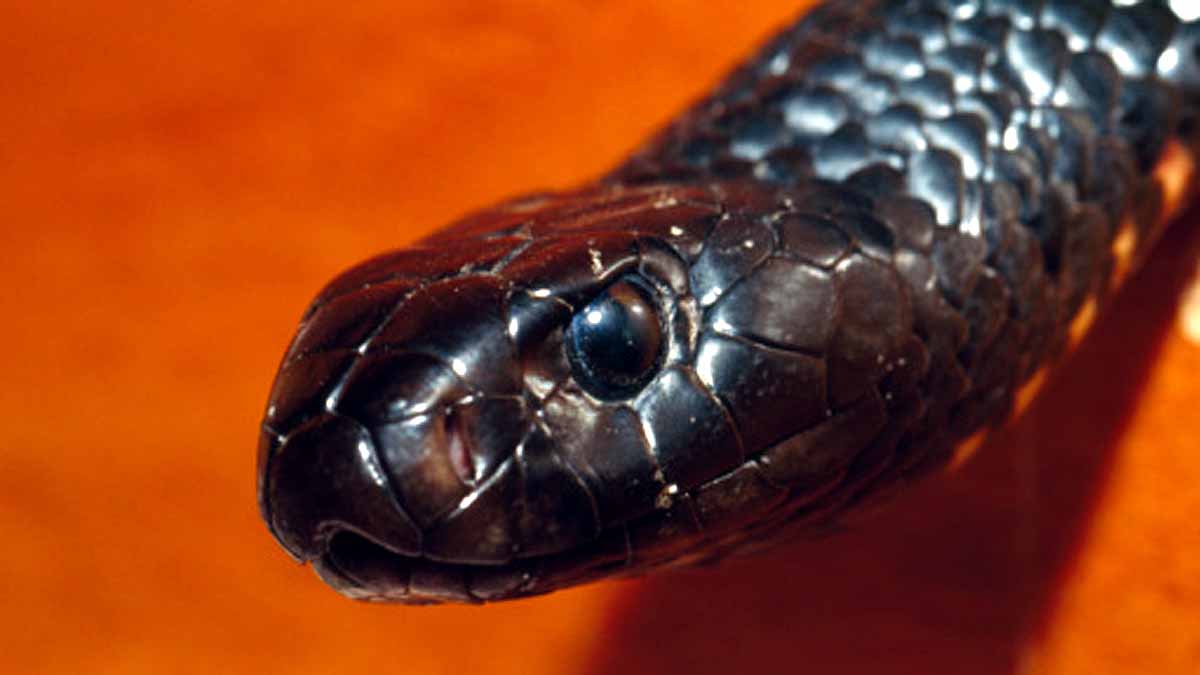 10 Most Deadliest Snakes