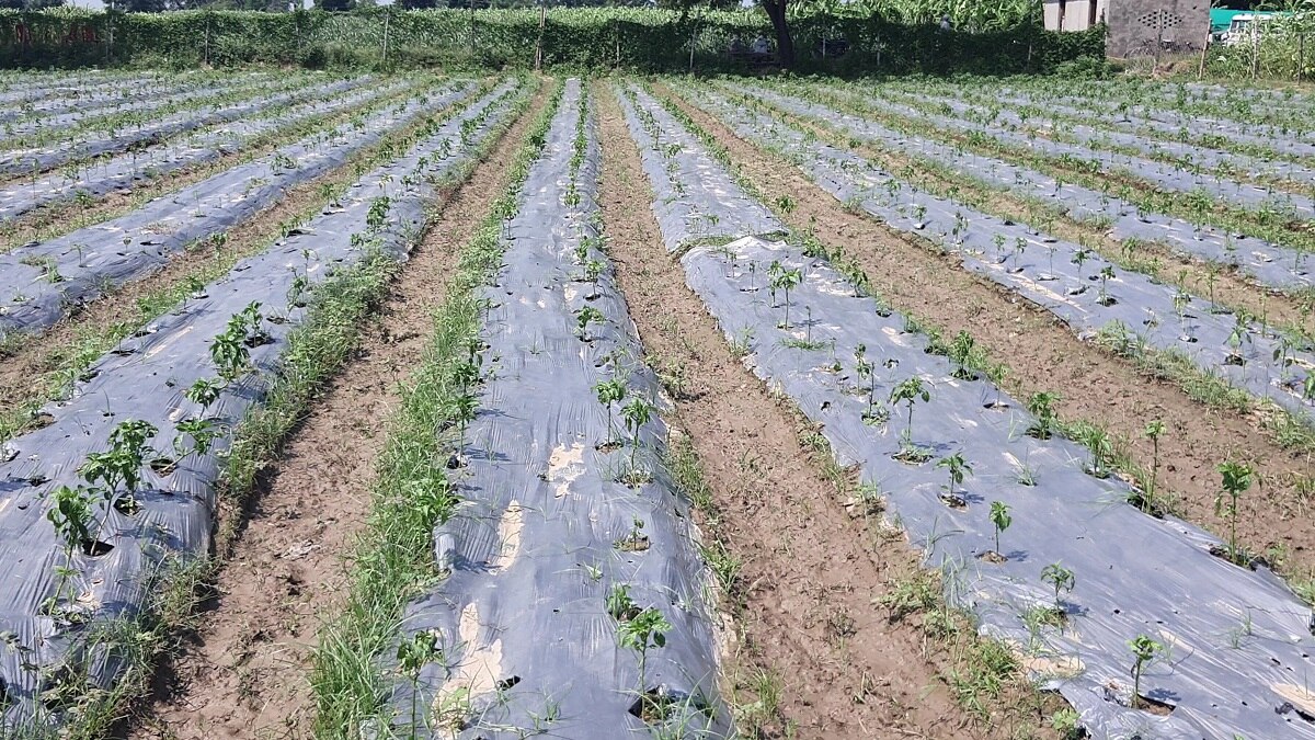 New technique of farming