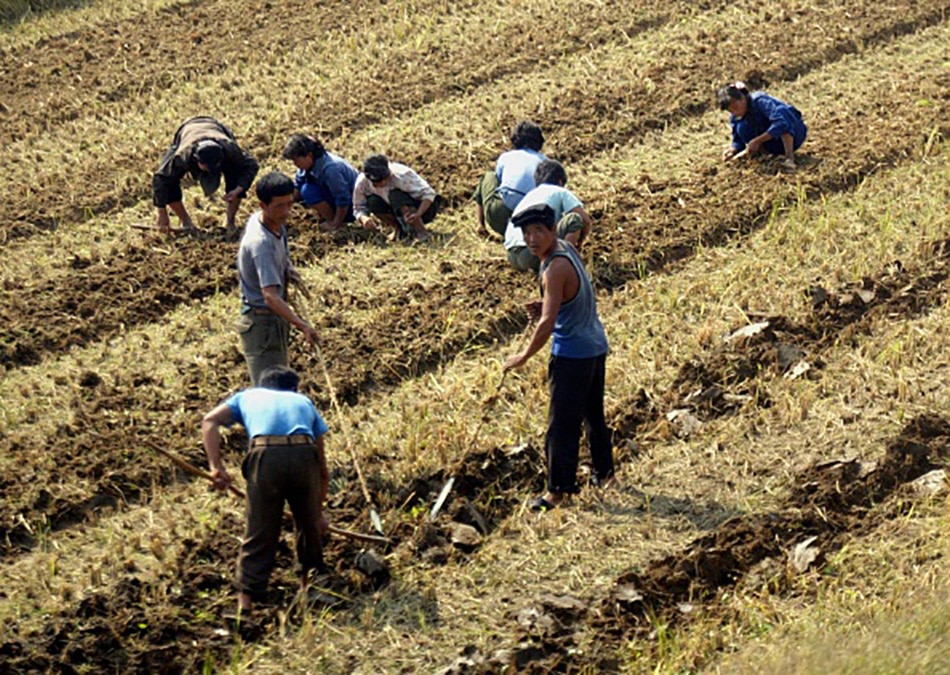 North korea food problem