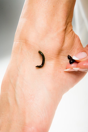 leech