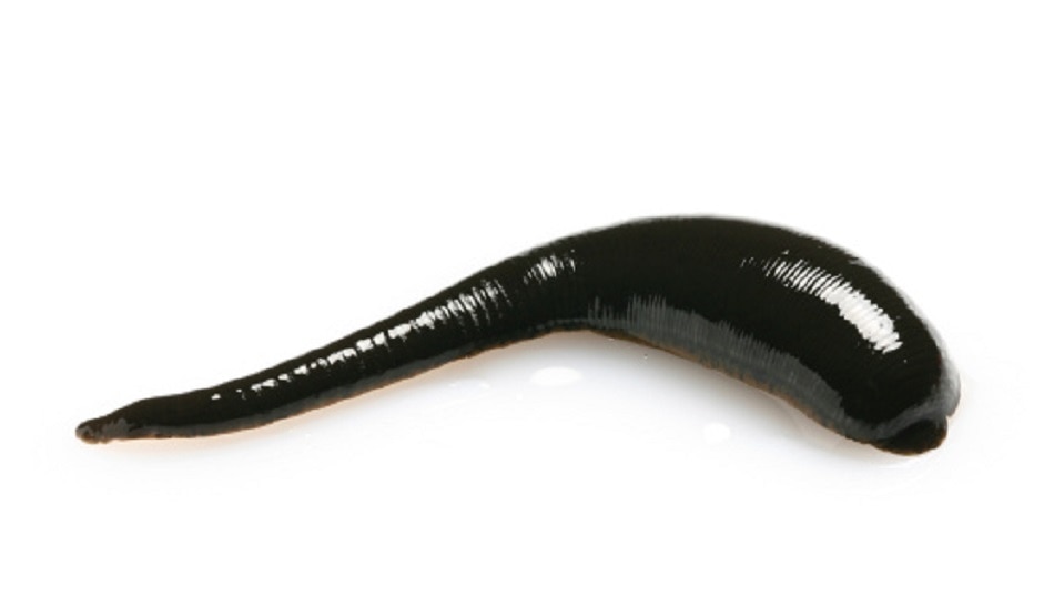 leech