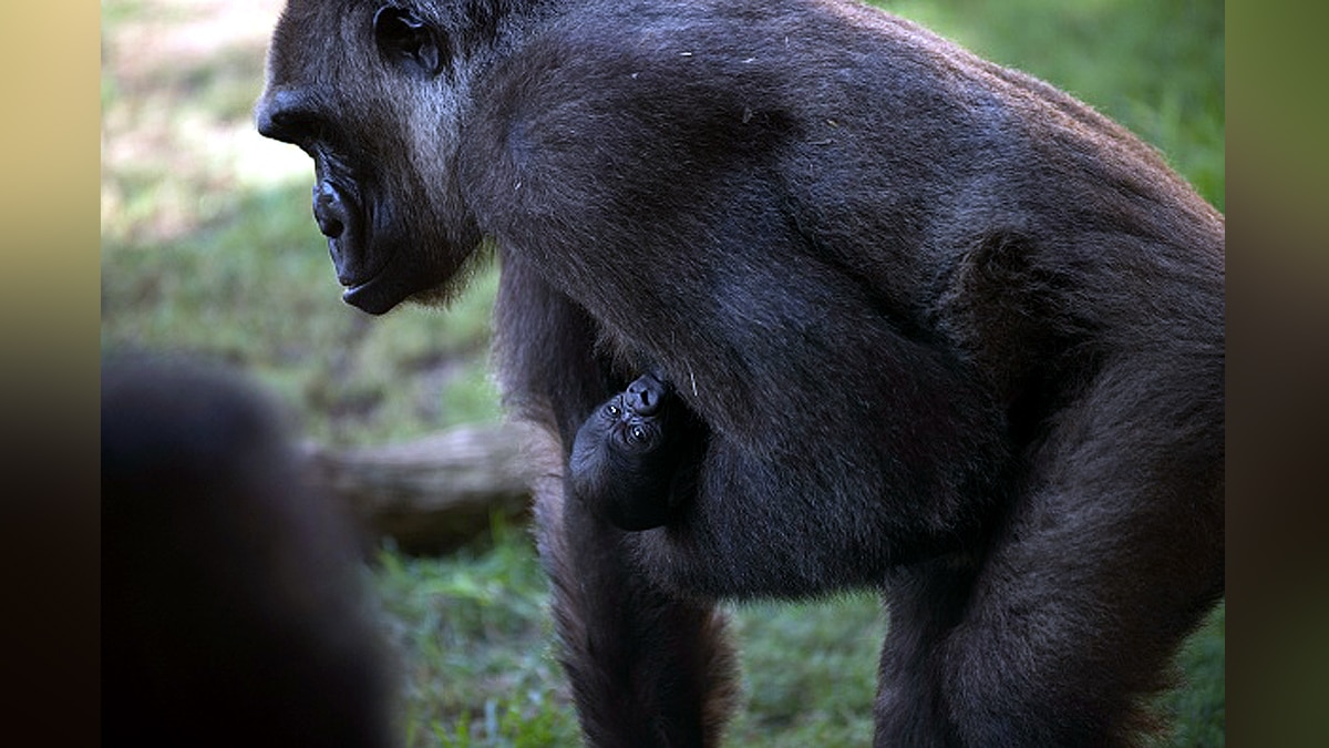 Why Monkeys carry dead infants 