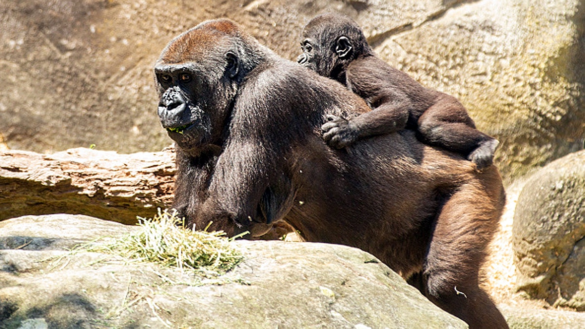 Why Monkeys carry dead infants 