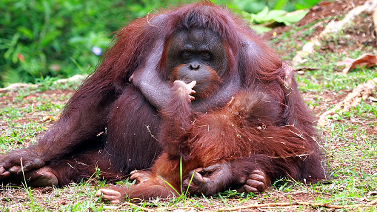 Why Monkeys carry dead infants 