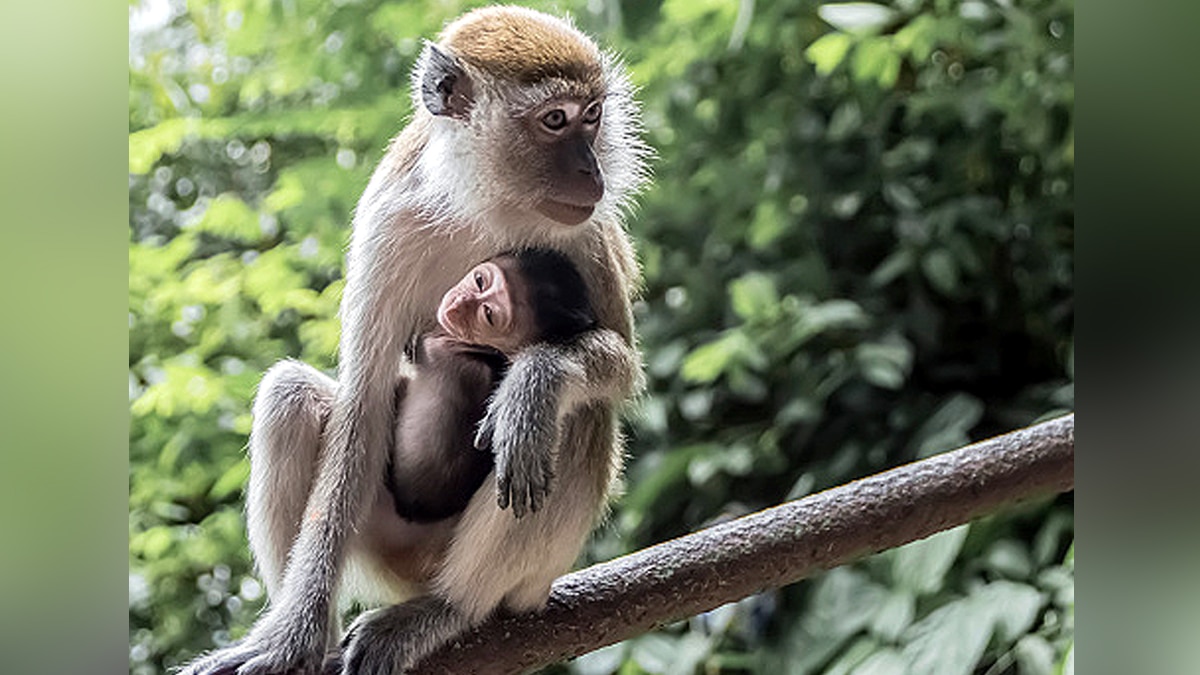 Why Monkeys carry dead infants 