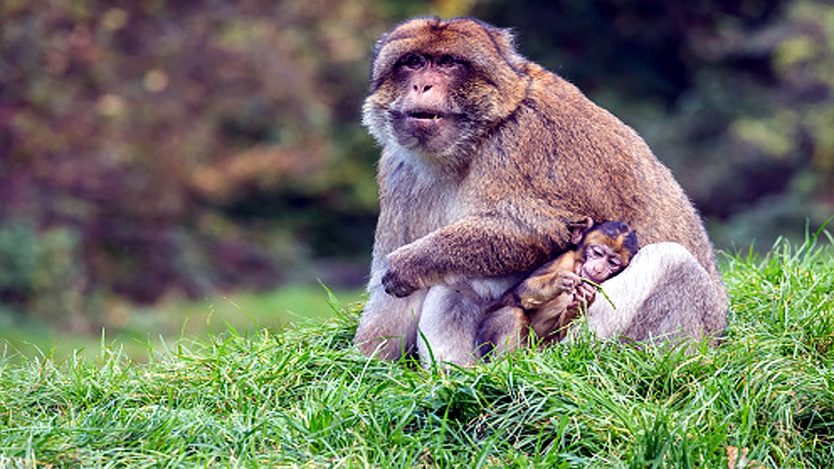 Why Monkeys carry dead infants 