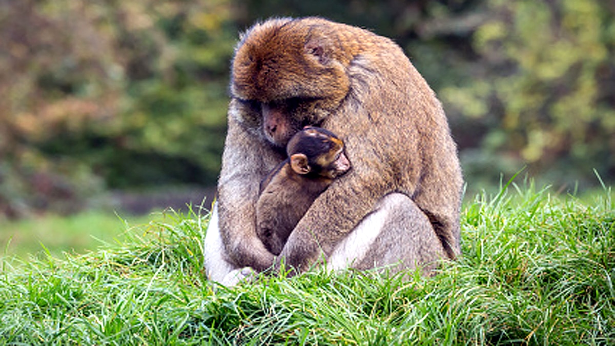 Why Monkeys carry dead infants 