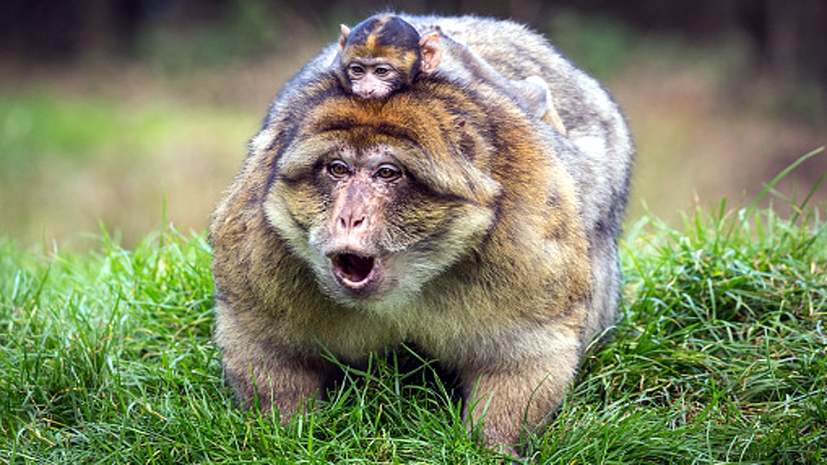 Why Monkeys carry dead infants 