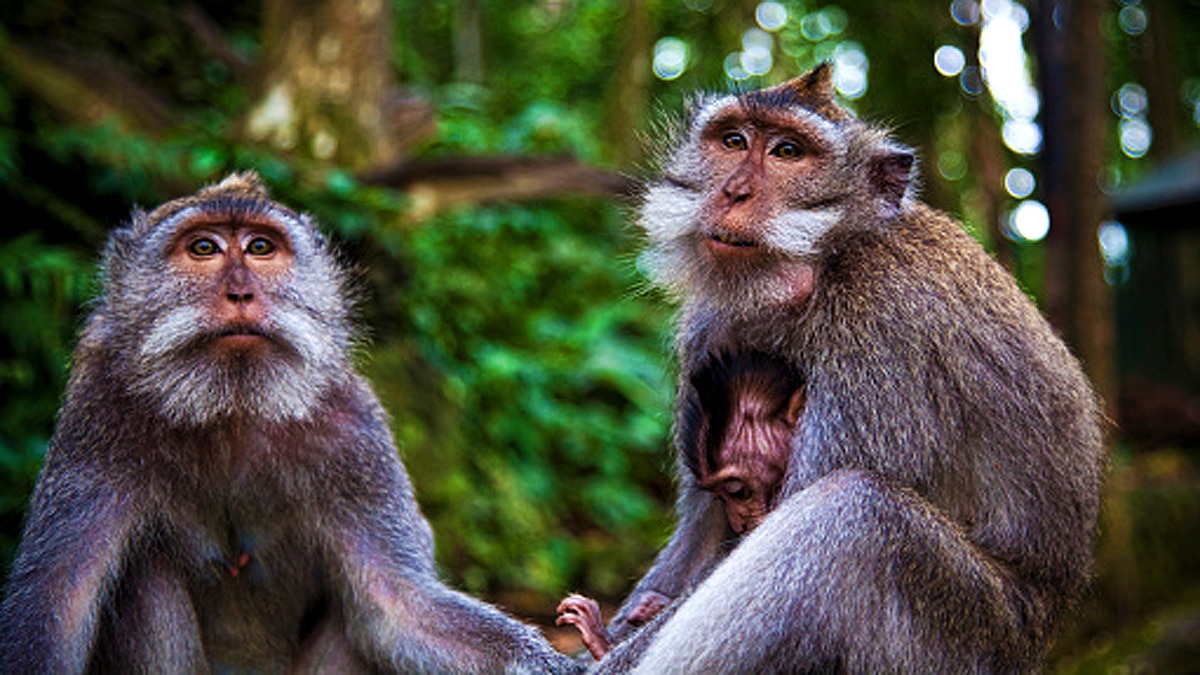 Why Monkeys carry dead infants 