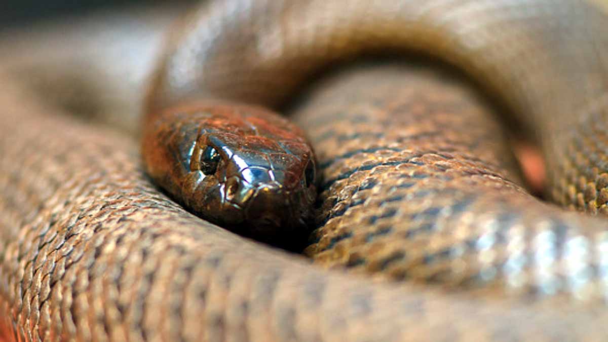 10 Most Deadliest Snakes