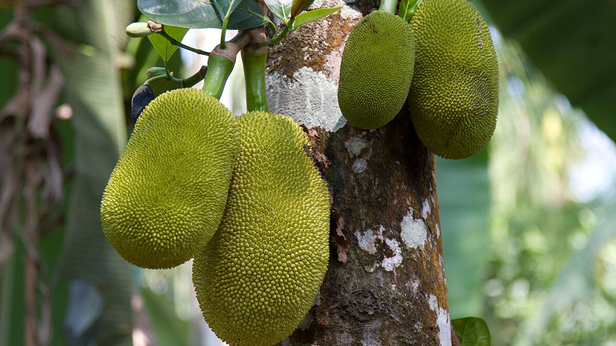 jackfruit