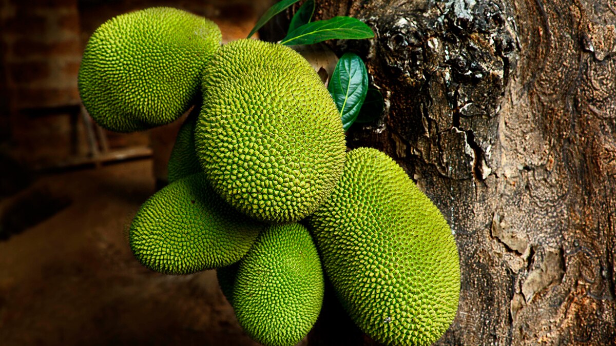 jackfruit