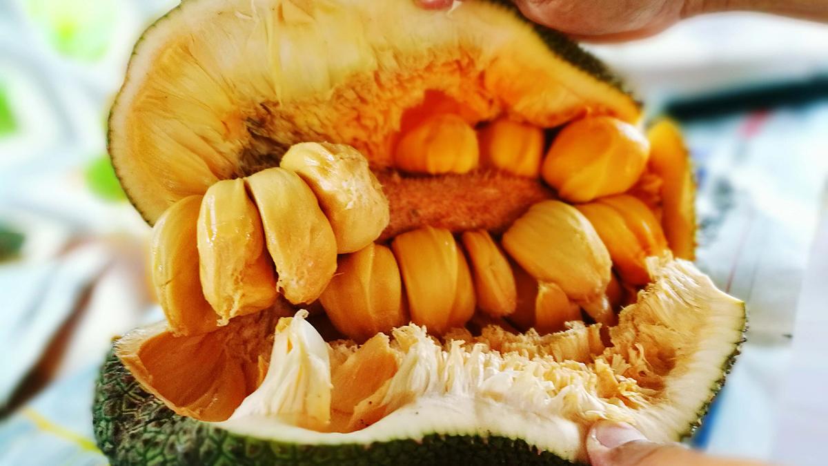 डायबिटीज के मरीजों में फायदेमंद कटहल