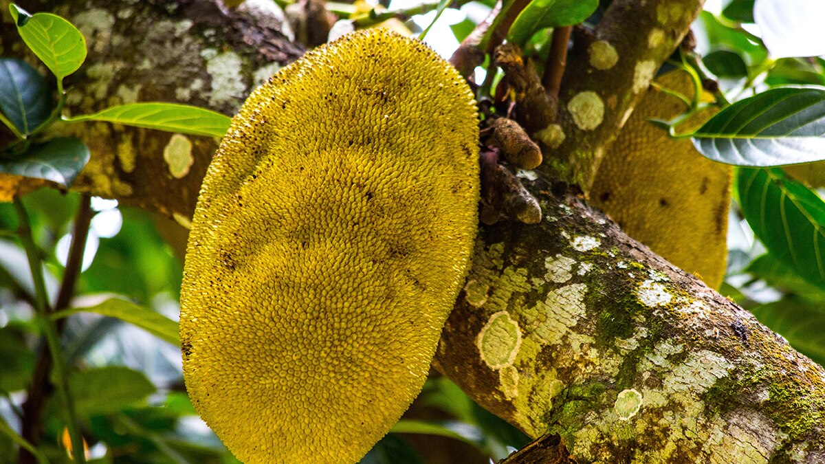 jackfruit
