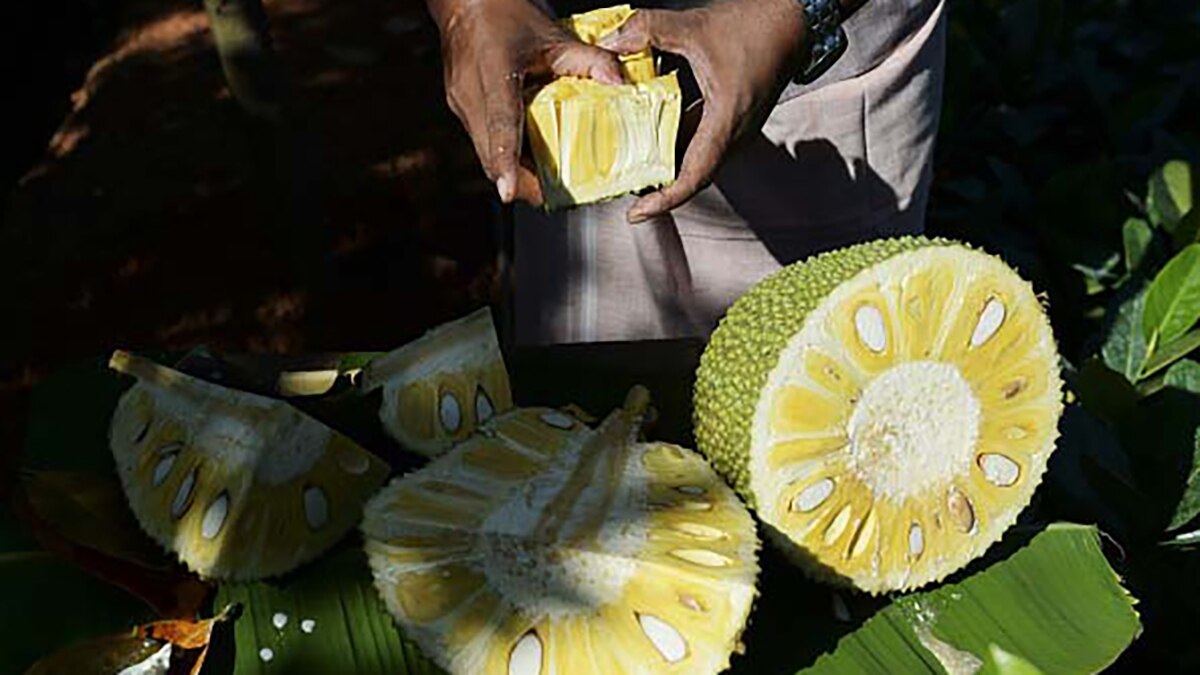 jackfruit