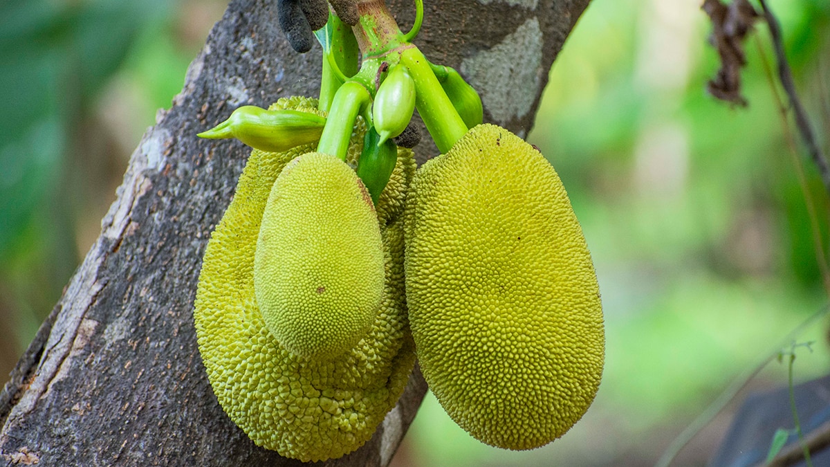 jackfruit