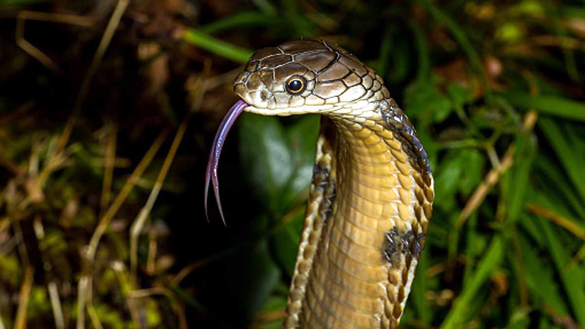 10 Most Deadliest Snakes