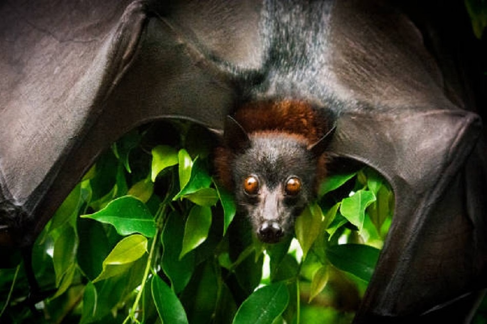 कितना खतरनाक है निपाह वायरस?