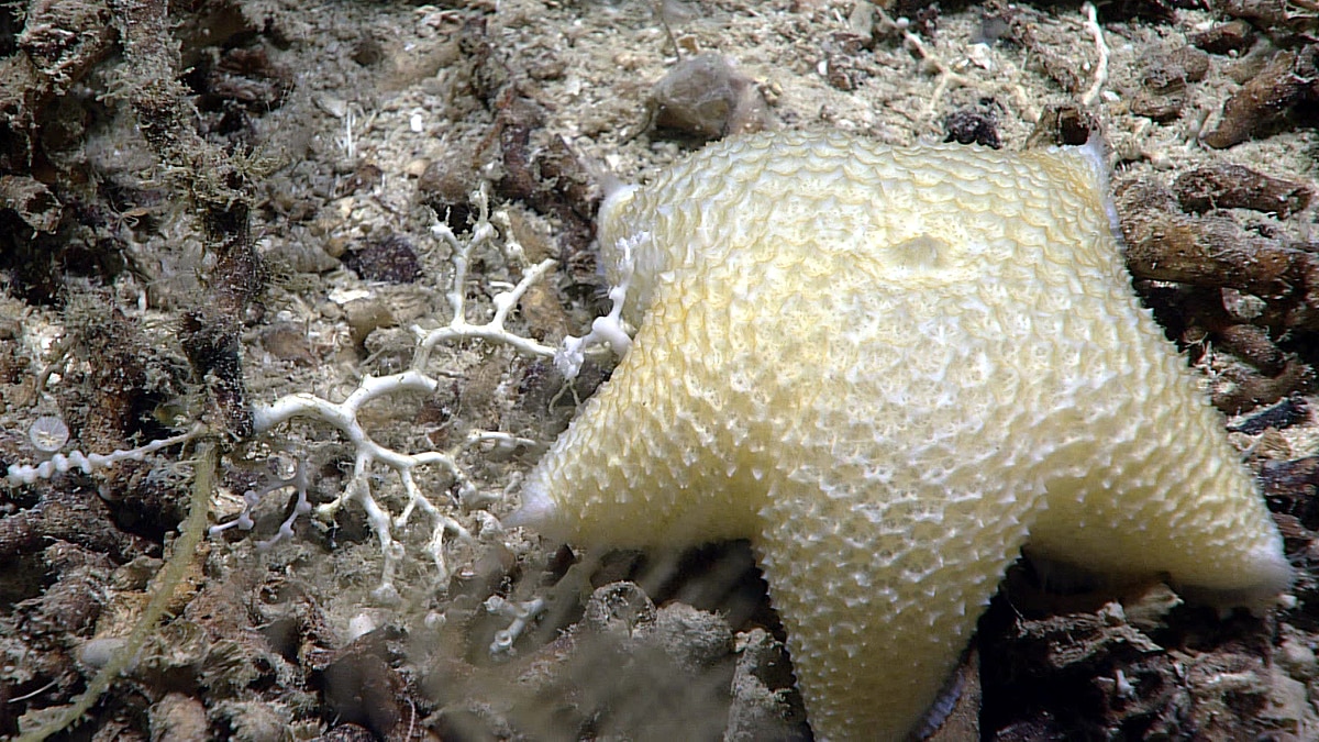 Mysterious Ravioli Starfish
