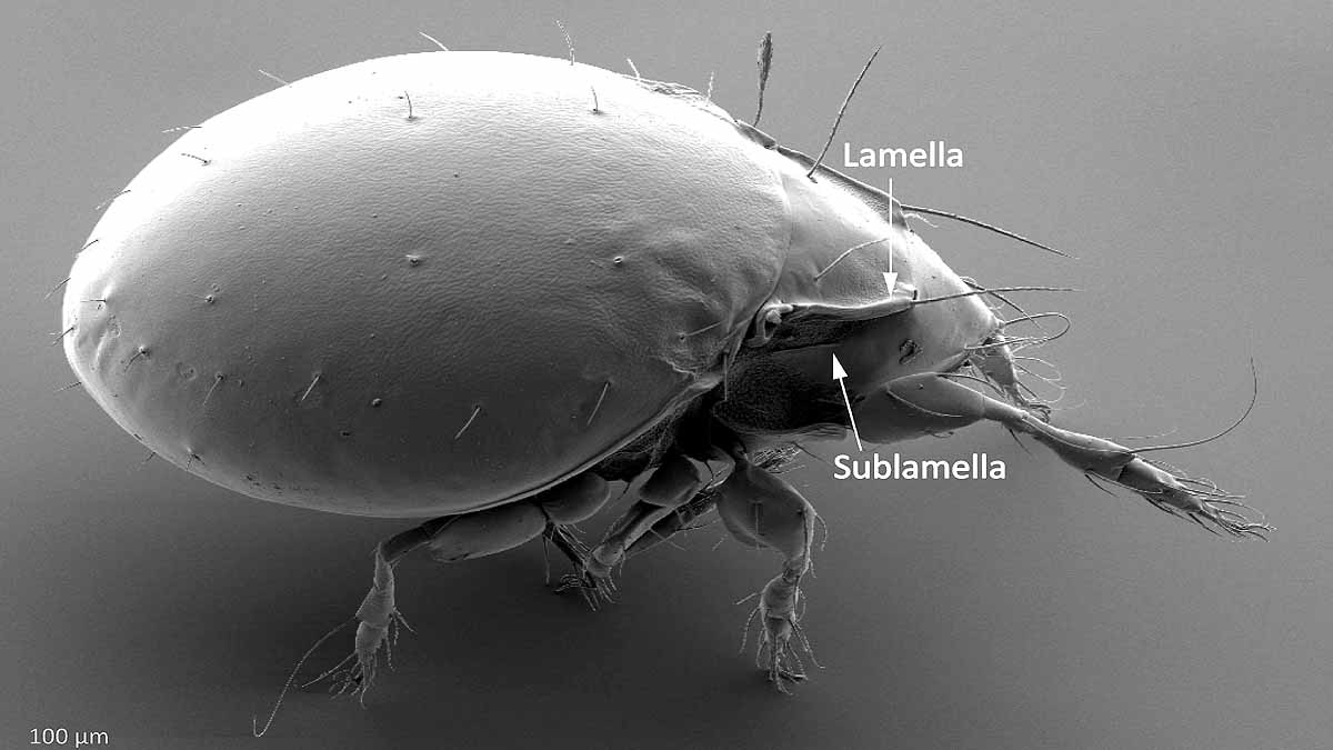 animal survived without sex