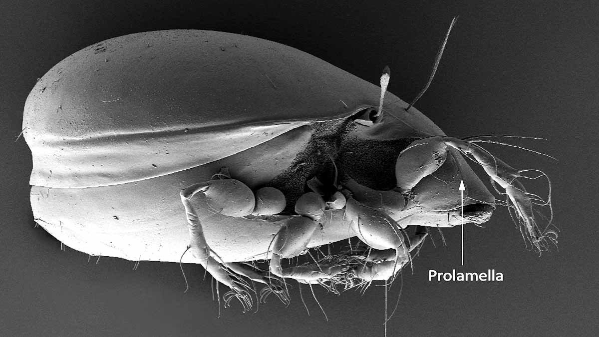 animal survived without sex