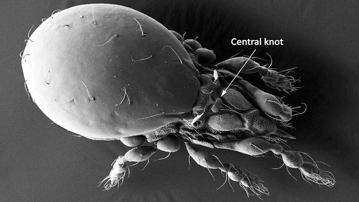 animal survived without sex