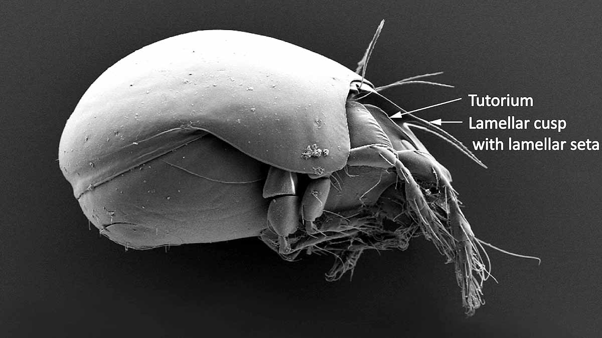 animal survived without sex