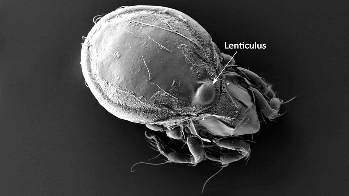 animal survived without sex