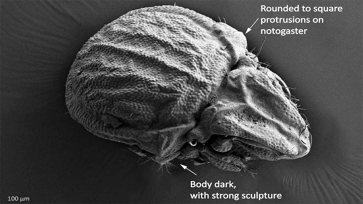 animal survived without sex